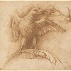 Andrea Mantegna_A Bird Perched on a Branch with Fruit 1460_Andrew W. Mellon Fund_Exhibition The poetry of light_Venetian drawings from the National Gallery of Art, Washington_From December 6th 2014 to March 15th 2015 Museo Correr, Venice